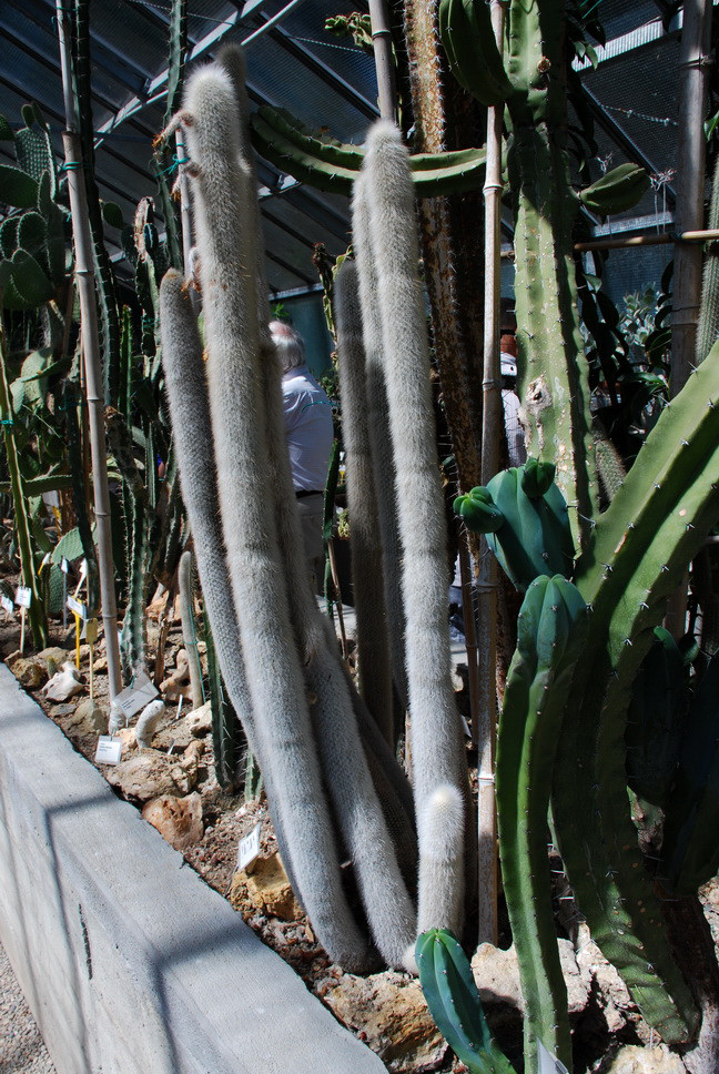 Orto Botanico_180.JPG